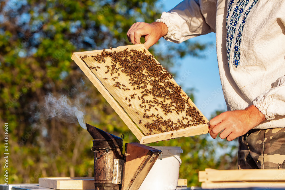 Beekeeper holding wooden frames of honey. Agriculturist working with beeswax.