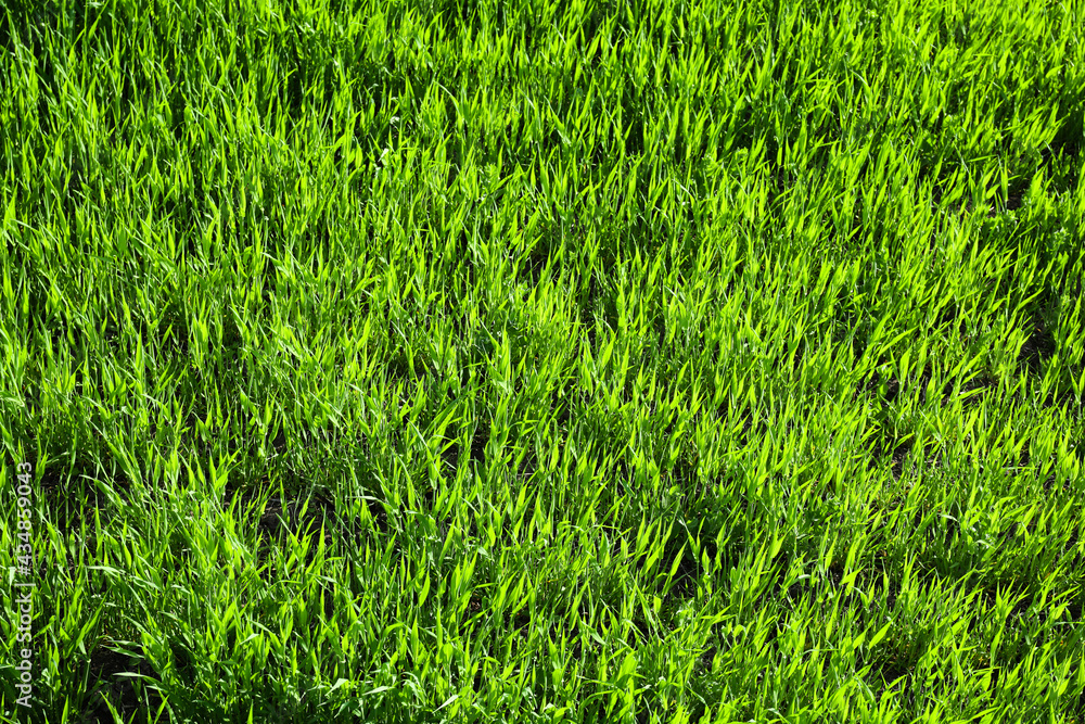 Fresh green grass on lawn, closeup