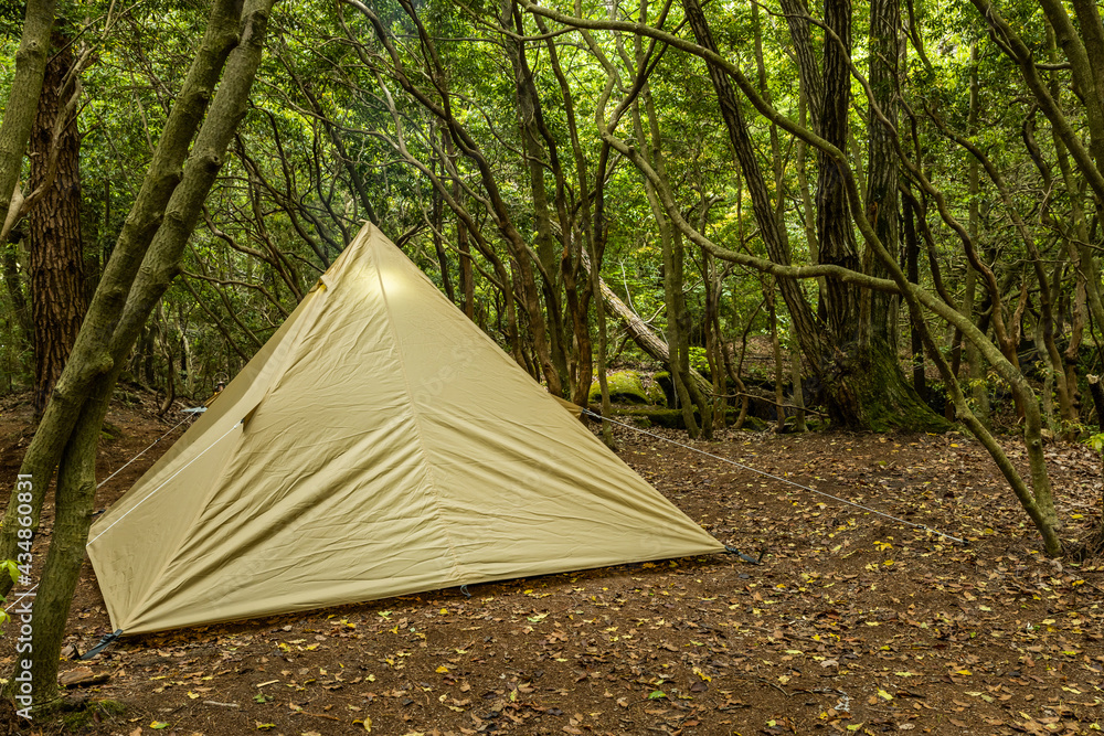 初夏の森でキャンプ　Camping in the early summer forest 