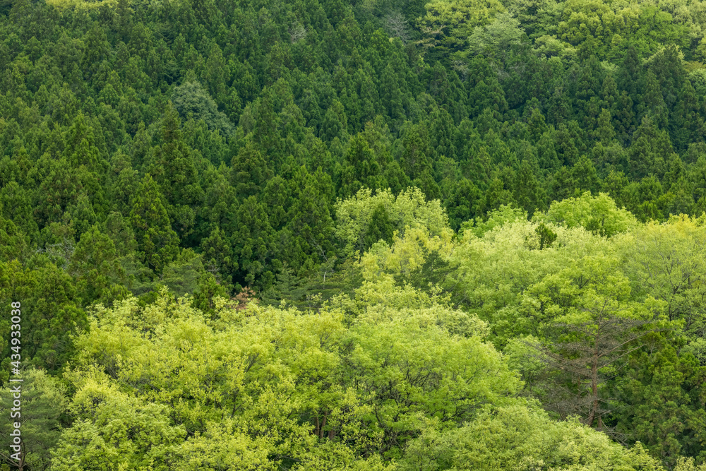 色が鮮やかな春の新緑の木