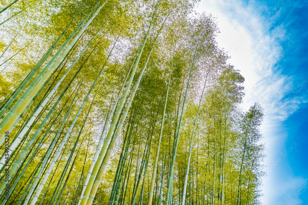 瑞々しい新緑の竹林