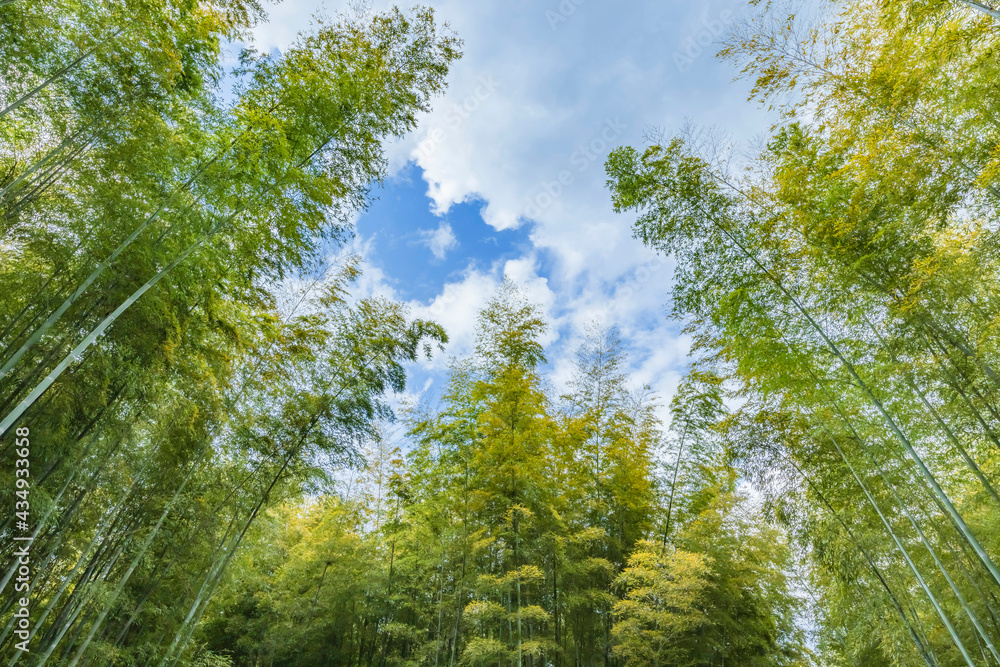 瑞々しい新緑の竹林