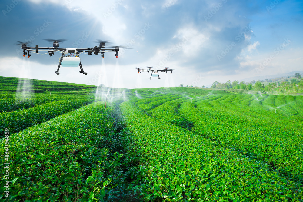 Agriculture drone fly to sprayed fertilizer on the green tea fields, Smart farm 4.0 concept