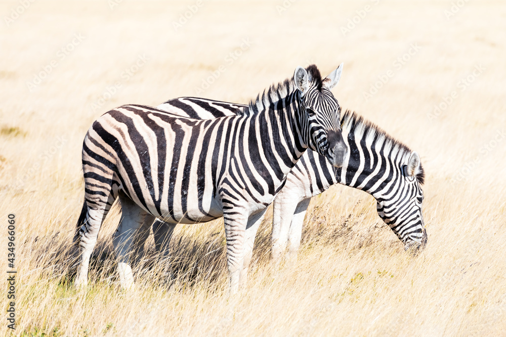 Couple of african plains zebra on the dry brown savannah