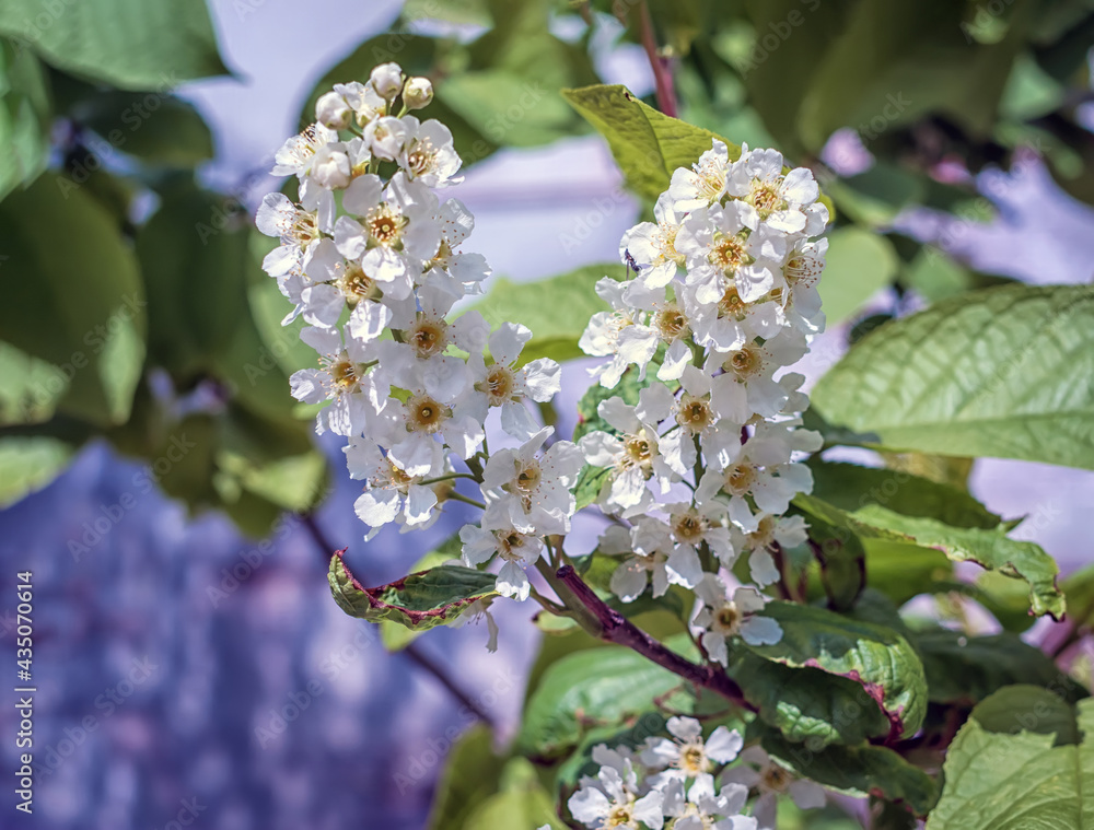 Blooming bird cherry. Close-up. Blurred background.