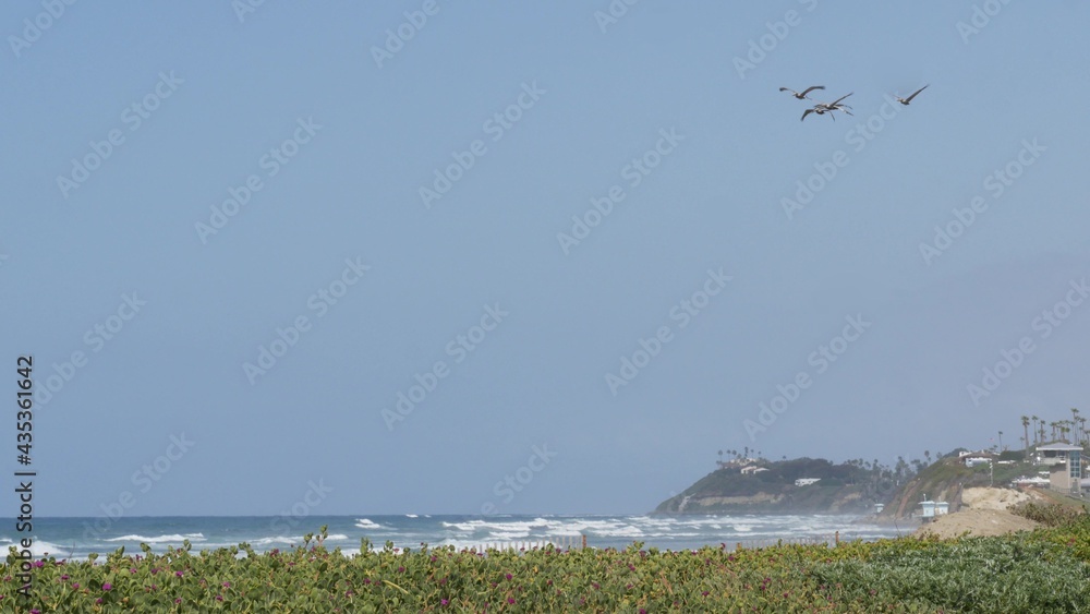 Big brown pelican flying, blue sky of pacific coast, Encinitas California USA. Large birds soaring o