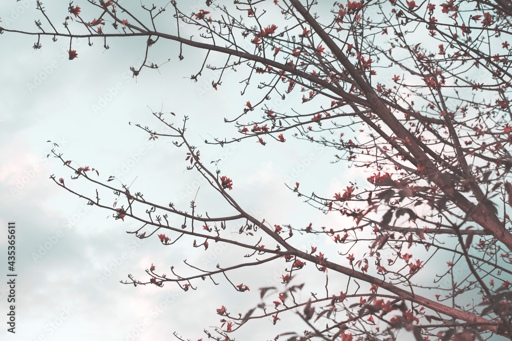 Cherry blossoms trees