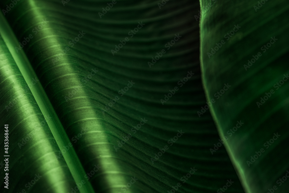 Close up of a big green banana leaf