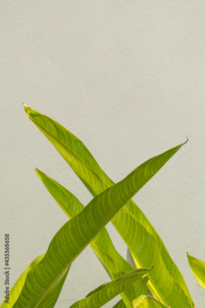 Gray cement wall with green bird of paradise leaves background