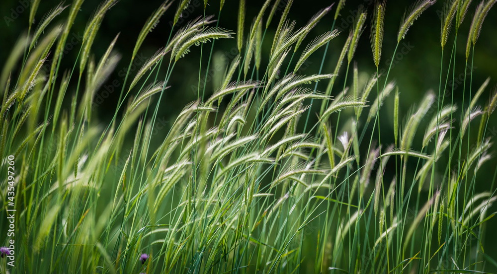 False barley on a field in the forest in spring. Hordeum murinum