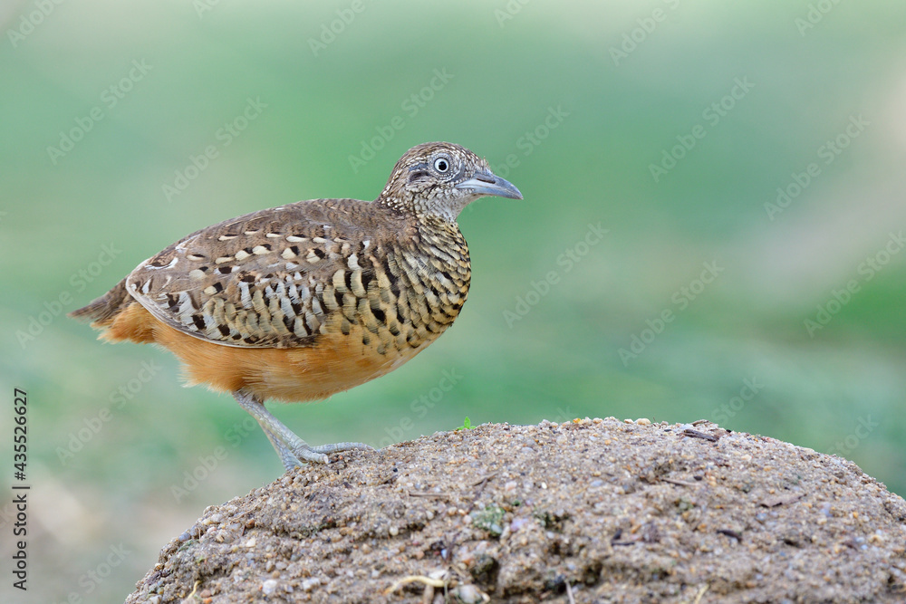 barred buttonquail or common bustard-quail (Turnix suscitator) common ground living bird in thailand