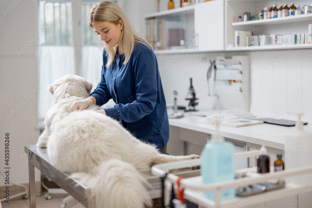 Female veterinarian doctor examining big dog lying on the table in veterinary clinic. Pet health car