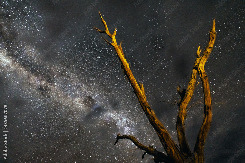 Dead trees at Deadvlei at night