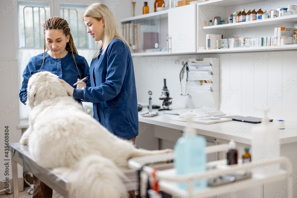 Female veterinarian doctors examining big dog lying on the table in veterinary clinic. Pet health ca