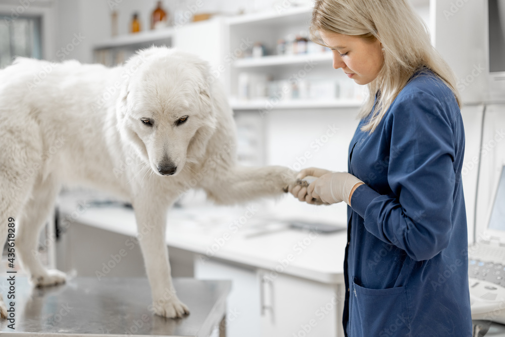 女兽医在兽医诊所修剪一只白色大牧羊犬的爪子，病人站着