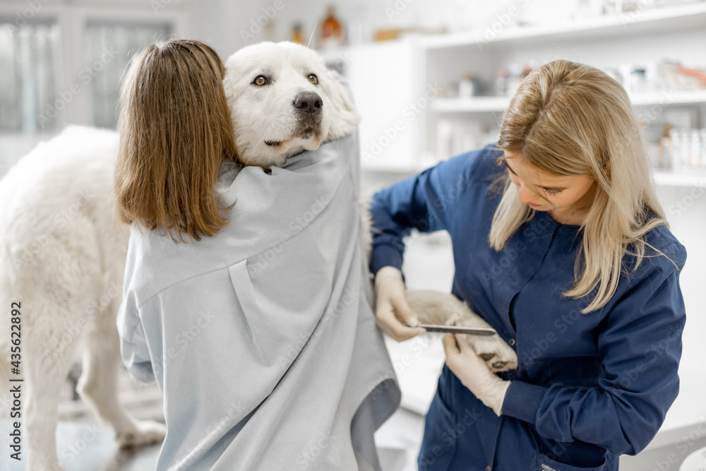 女兽医在兽医诊所修剪一只白色大牧羊犬的爪子，病人站着