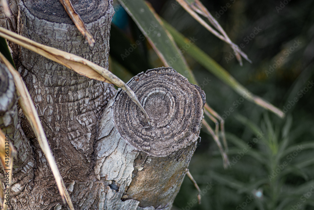 tree cut close up photo