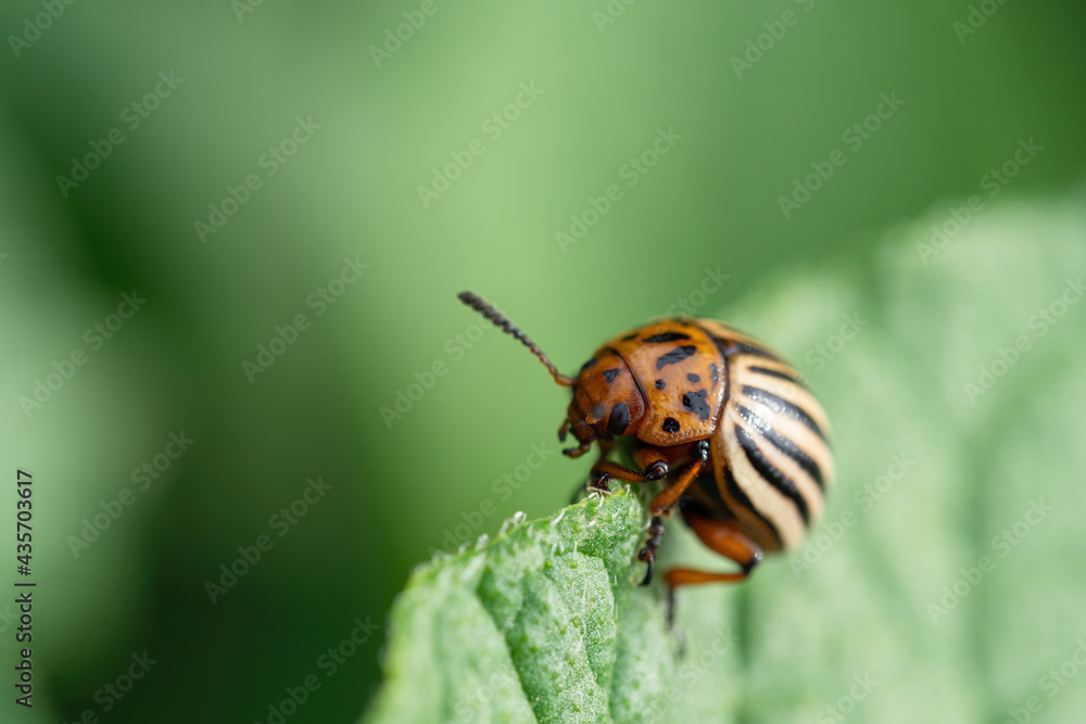 科罗拉多甲虫（Leptinostarsa decemlineata）在马铃薯上爬行。害虫ca的特写