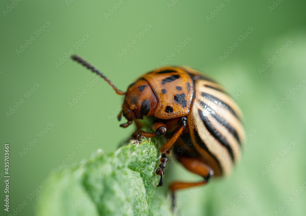 科罗拉多甲虫（Leptinostarsa decemlineata）在马铃薯上爬行。害虫ca的特写