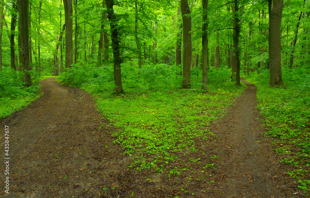 Green forest and path