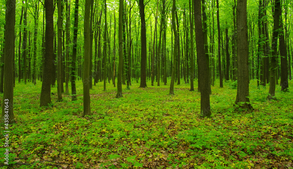 Forest trees in spring