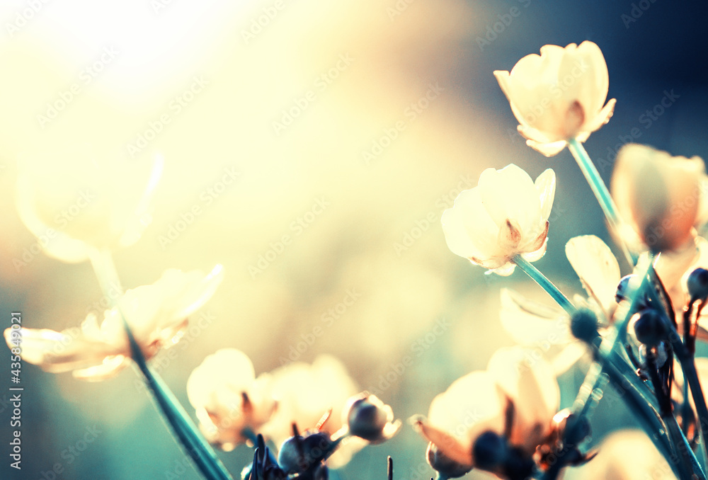 Beautiful wild flowers in nature macro.