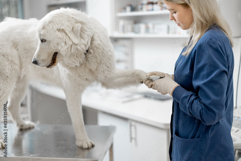 女兽医在兽医诊所修剪一只白色大牧羊犬的爪子，病人站着