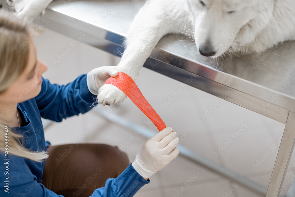 Female veterinarian binding paw of big white dog patient with red elastic bandage. Pet care and trea