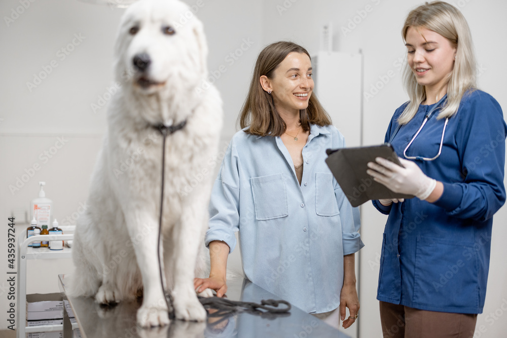 Veterinarian and owner speaking about examination and procedure of big white fluffy dog sitting on v