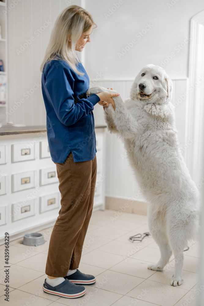 Veterinarian with big white dog staying full length and gives a paws to the doctor on reception in v