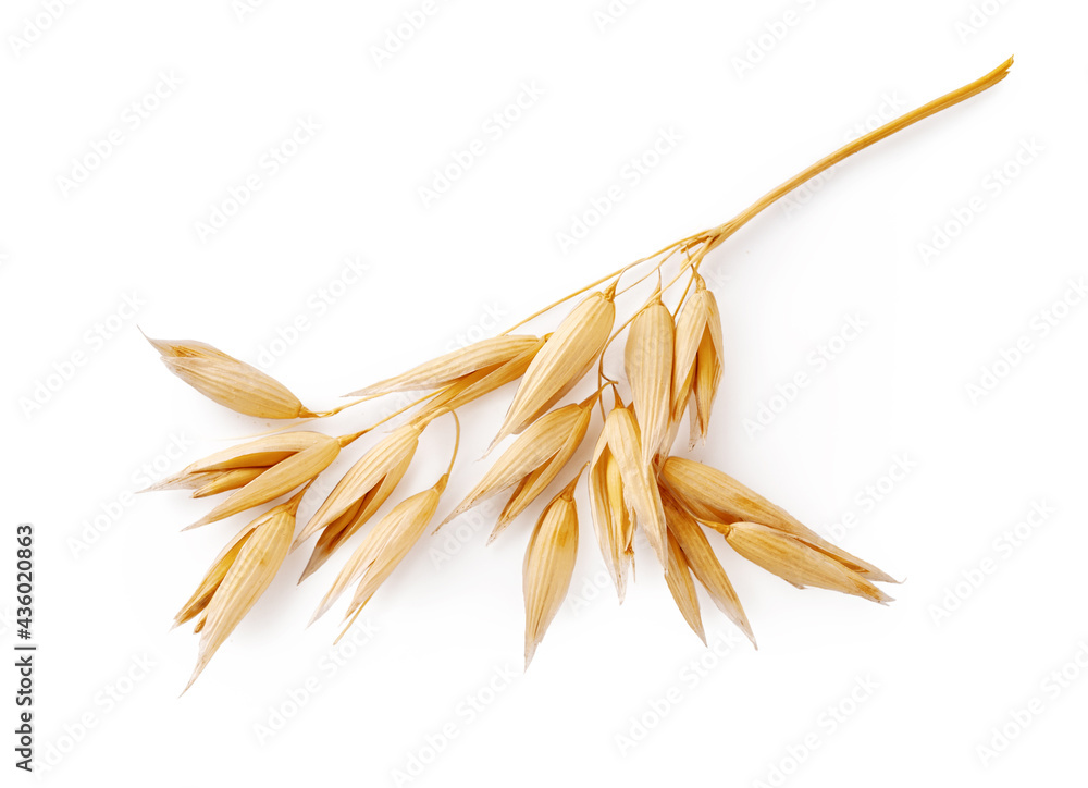 Ears of oats isolated on white background. Top view of oat plant.