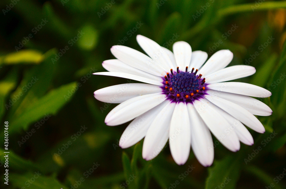 非洲雏菊（Osteospermum）特写，也称为雏菊灌木和角菊。不寻常的彩色p