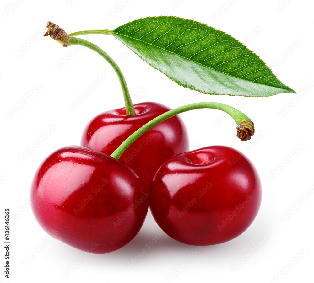 Cherry isolated. Cherries with leaf on white background. Sour cherri on white. Cherry leaf. Full dep