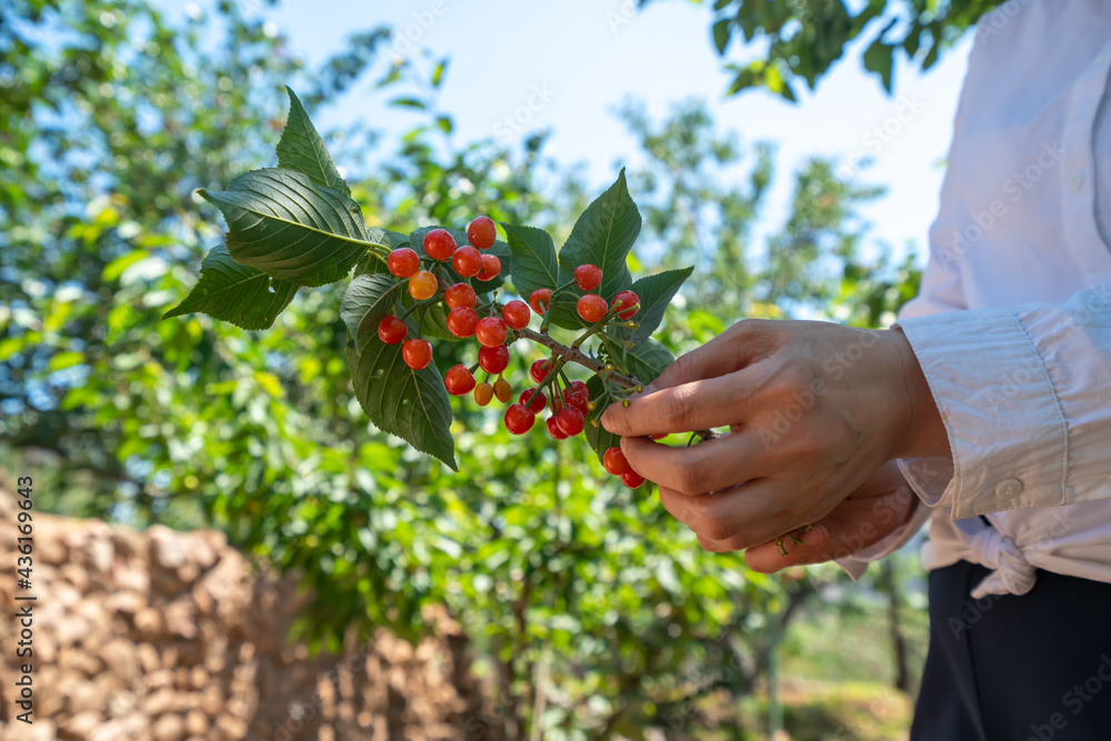 Picking fresh cherry in outdoor orchard