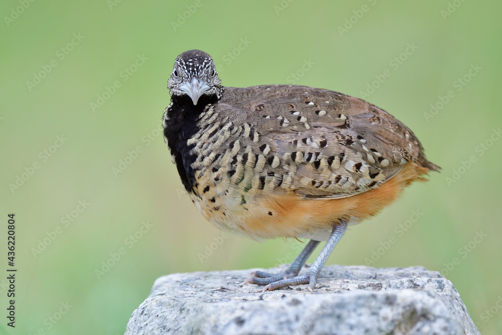 Barred buttonqual或Common bustard qual（Turnix suscitator）雌性美丽的迷彩棕色