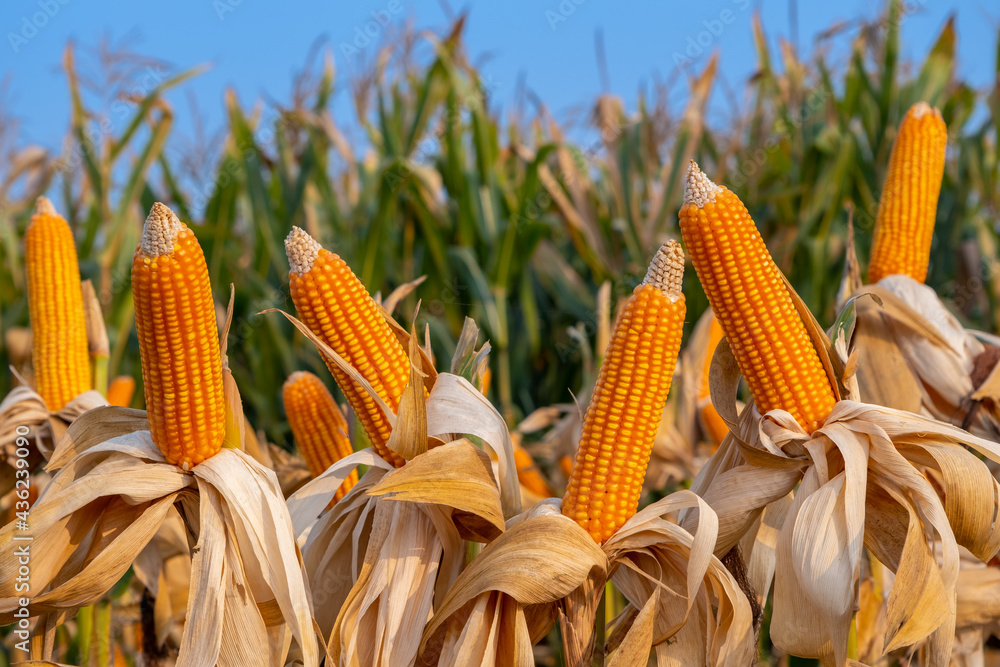 yellow ripe corn on stalks for harvest in agricultural cultivated field in the day