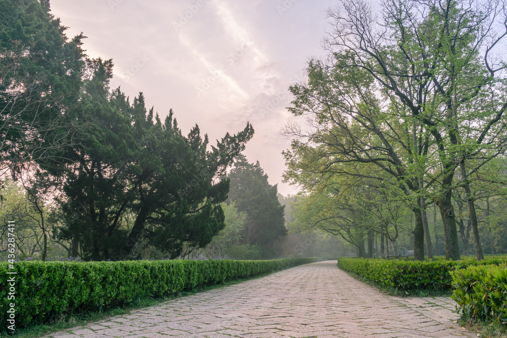 中国南京明孝陵风景区，樱花在春天盛开。