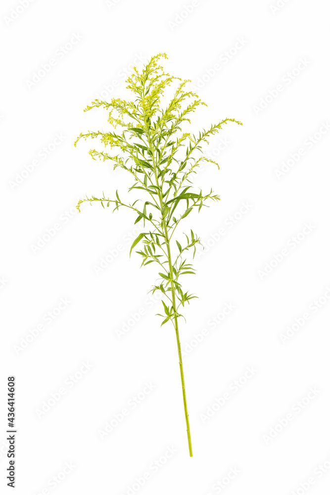 solidago canadensis isolated on white,