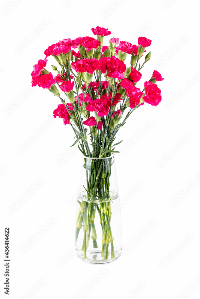 red carnation in glass vase isolated