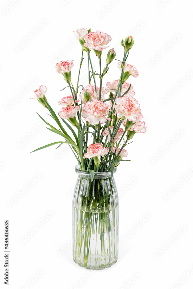 beautiful carnation in glass vase isolated on white