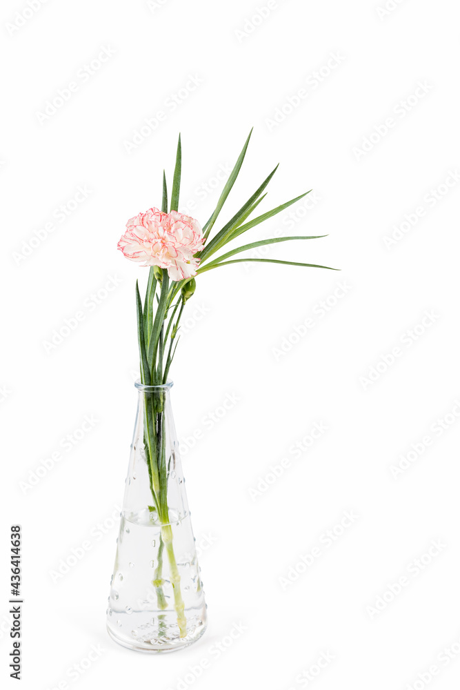 single carnation and leaves in small glass vase isolated