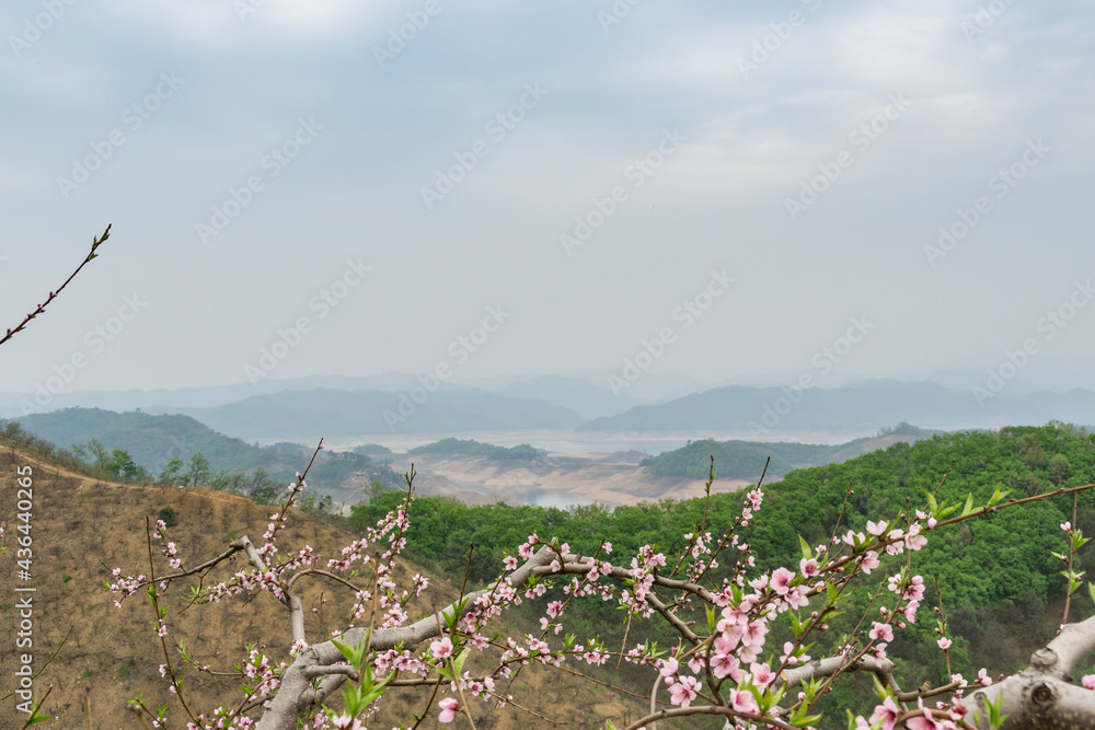 A close-up of peach trees blooming in spring.