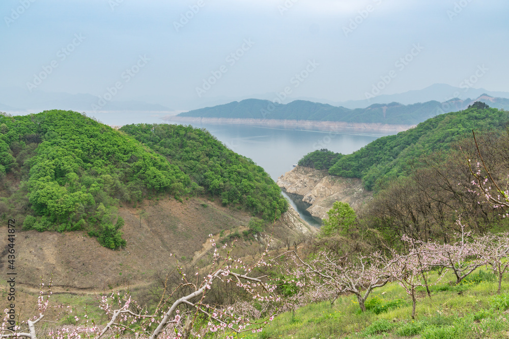 A close-up of peach trees blooming in spring.