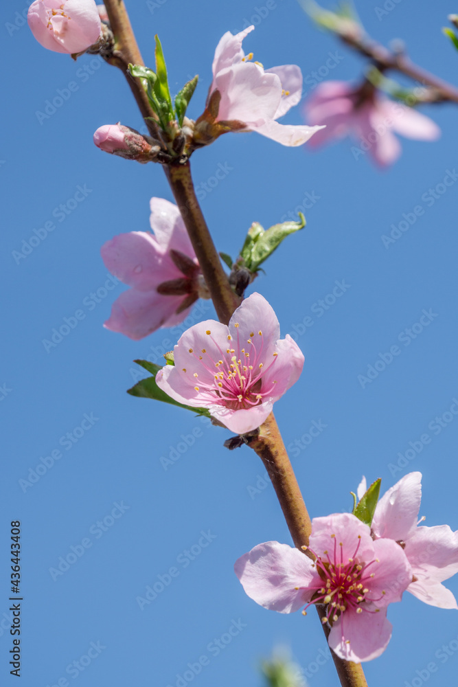 A close-up of peach trees blooming in spring.