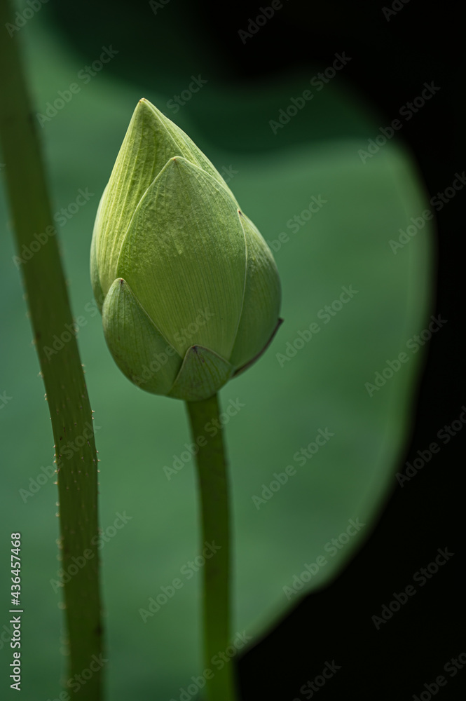 green lotus bud and leaf