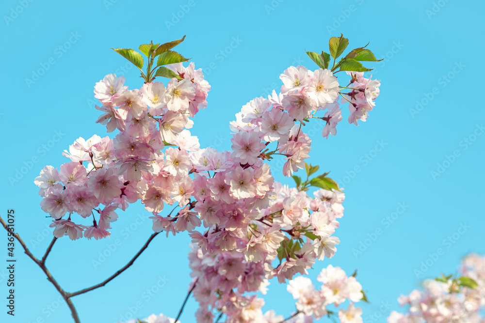 Blooming tree flowers against sunny blue sky background. Cherry tree in full bloom. Blossoming lush 