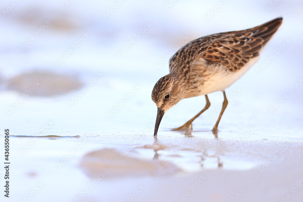 Dunlin，Calidris alpina，Saint Andrews Sate Park，Florida，美国佛罗里达州