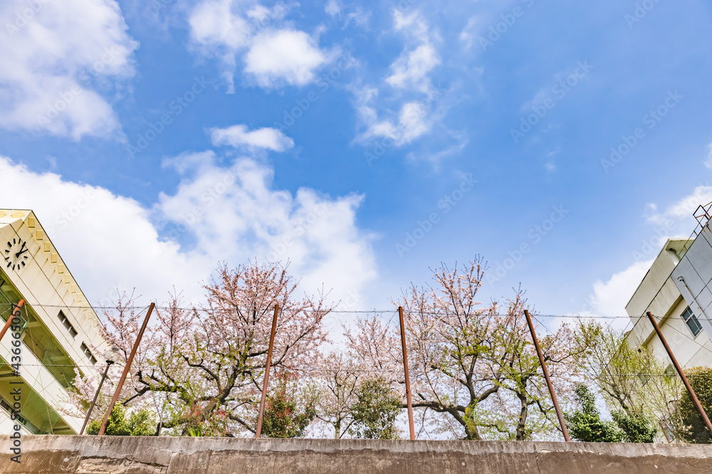 都会に咲く満開の桜の花