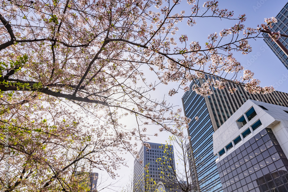 都会に咲く満開の桜の花