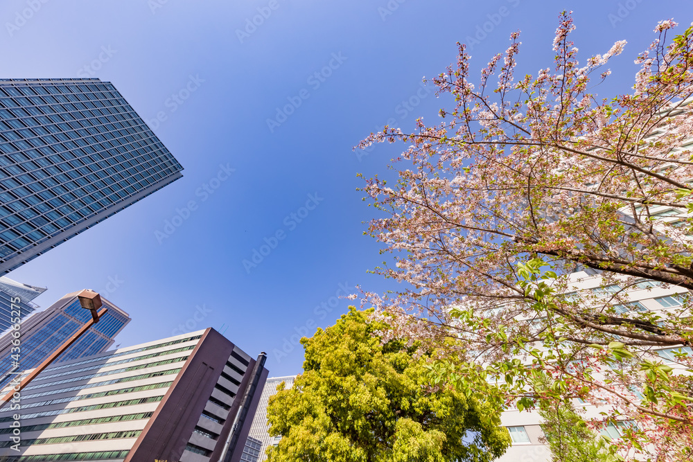 都会に咲く満開の桜の花